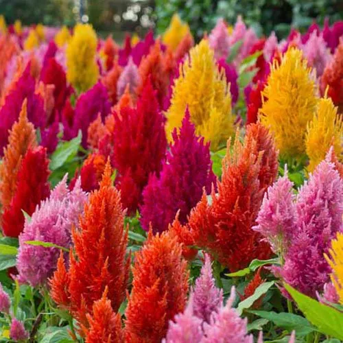 Celosia argentea Olympia Seriesتاج خروس در گلدان پلاستیکی سیدوس