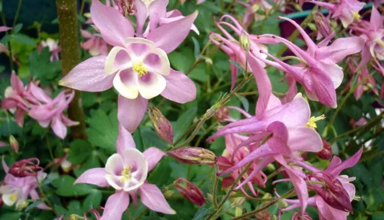 گل تاج الملوکAquilegia vulgaris Nora Barlow مجموعه تولیدی سیدوس ,تولید کننده گلدان پلاستیکی سیدوس وشیلنگ آب وشیلنگ گاز وشیلنگ کولری ومحصولات پلاسکویی مانند چاقو تیز کن پوست کن,َ