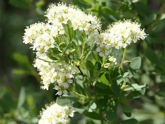عروس چمن‌زار اروپایی (Meadowsweet)نام علمی: (Filipendula ulmaria)