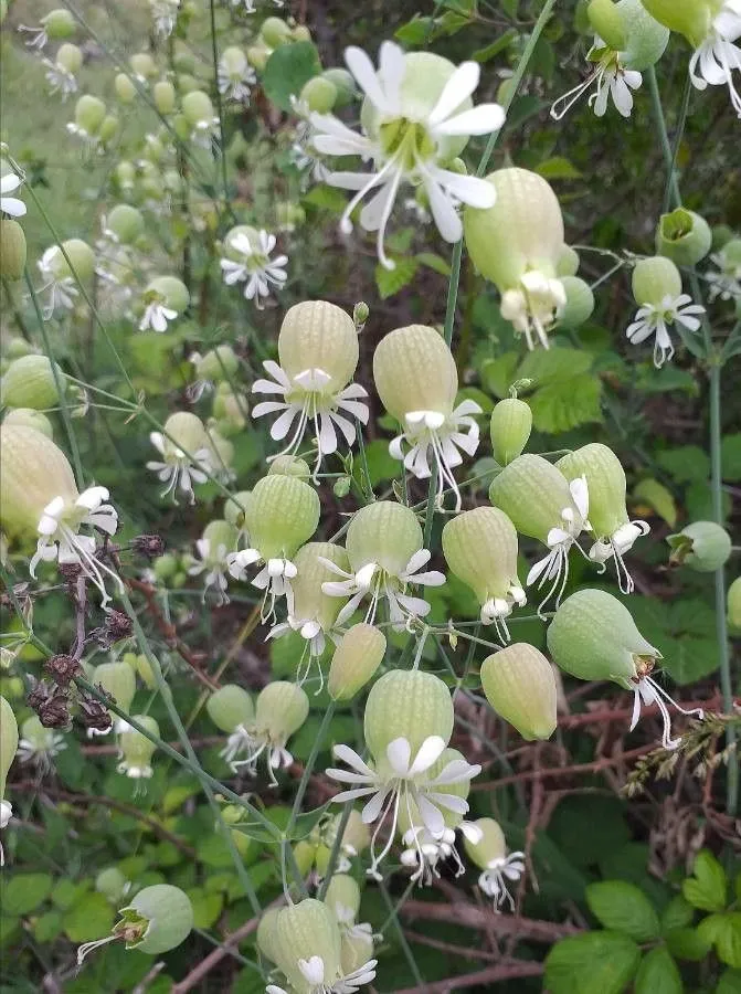 سیلن بادکنکی Silene vulgaris (Moench) Garcke مجموعه تولیدی سیدوس تولید کننده گلدان پلاستیکی سیدوس سیلن بادکنکی از گونه‌های گیاهی از سرده سیلن از خانواده میخکیان صورتی است. این گیاه بومی اروپا است و در بعضی جاهای آن خورده می‌شود، در آمریکای شمالی هم به‌طور گسترده‌ای می‌روید ولی علف هرز شمرده می‌شود.