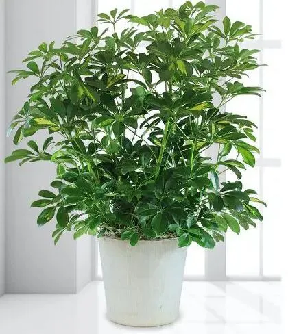 گیاهان ومعجزه گلدان گل و گیاهPlants and the miracle of flower pots and plants
 مجموعه تولیدی سیدوس ,تولید کننده گلدان پلاستیکی سیدوس ,بیش از 120نوع, اعم از گلدان استوانه ای پلاستیکی سیدوس,گلدان الماسی پلاستیکی سیدوس,گلدان مربعی پلاستیکی,گلدان مثلثی پلاستیکی,گلدان گرد پلاستیکی ,باکس مستطیلی,در اندازه های کاکتوسی تا درختچه ای