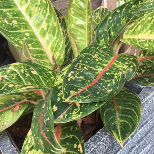 آگلونما سوزی (Aglaonema Suzy)