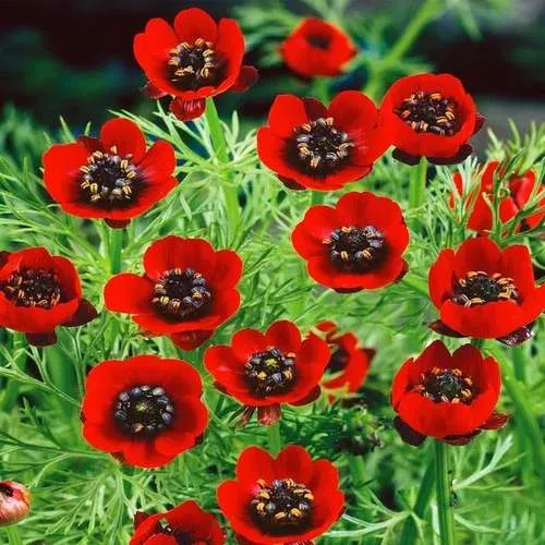 Adonis amurensis گل آدونیس وگلدان پلاستیکی سیدوس