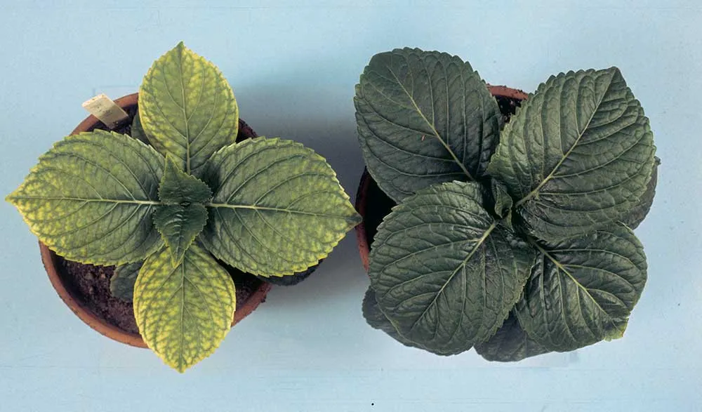 کمبود آهن در گیاه وعلائم آنIron-deficiency-in-plants-and-its-symptoms
مجموعه تولیدی سیدوس تولید کننده گلدان پلاستیکی سیدوس