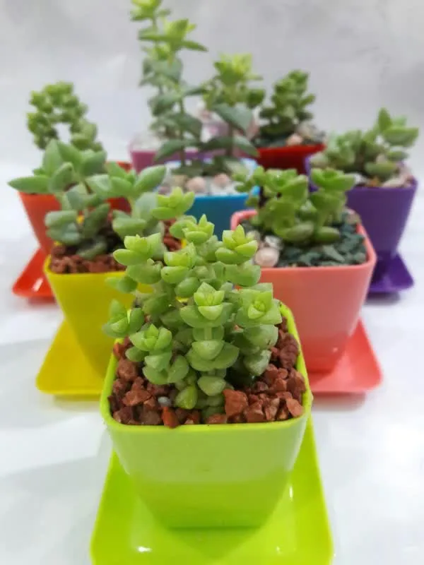 Sidoos plastic pot in a garden with 20 beautiful flowers گلدان پلاستیکی سیدوس در باغی با 20گل زیبا