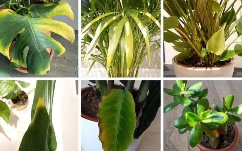 فصل پاییز وگیاهان آپارتمانی مناسب این فصلAutumn season and suitable houseplants for this season مجموعه تولیدی سیدوس ,تولید کننده گلدان پلاستیکی سیدوس ,بیش از 120نوع, اعم از گلدان استوانه ای پلاستیکی سیدوس,گلدان الماسی پلاستیکی سیدوس,گلدان مربعی پلاستیکی,گلدان مثلثی پلاستیکی,گلدان گرد پلاستیکی ,باکس مستطیلی,در اندازه های کاکتوسی تا درختچه ای