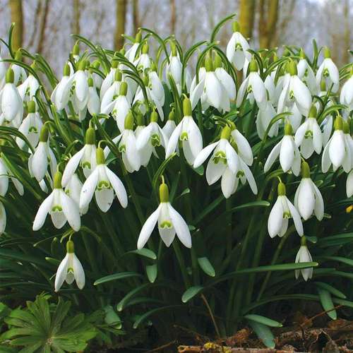 Snow flower
 گل برفی
