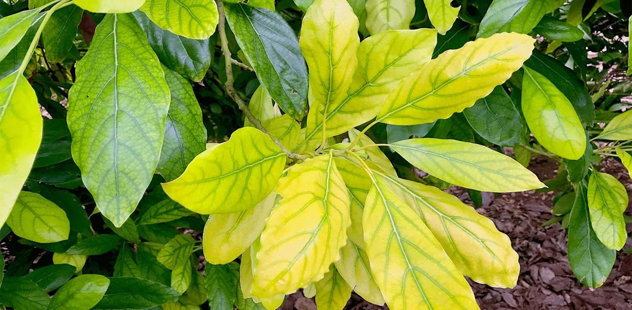 کمبود آهن در گیاه وعلائم آن Iron-deficiency-in-plants-and-its-symptoms مجموعه تولیدی سیدوس تولید کننده گلدان پلاستیکی سیدوس