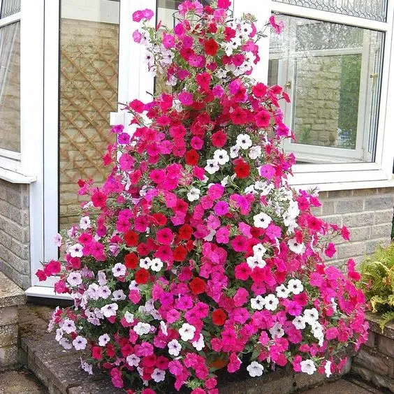 گل اطلسی یا petunia گیاهی از خانواده Solanaceae و بومی قاره آمریکا است.مجموعه تولیدی سیدوس,عتولید کننده گلدان پلاستیکی سیدوس.