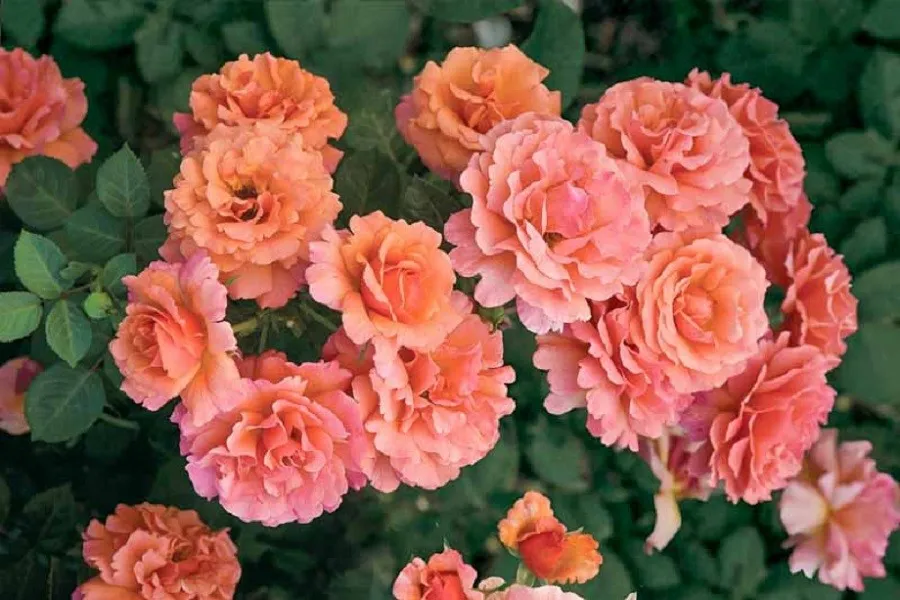 گل رز انگلیسی (English Rose) نام علمی: (Rosa)