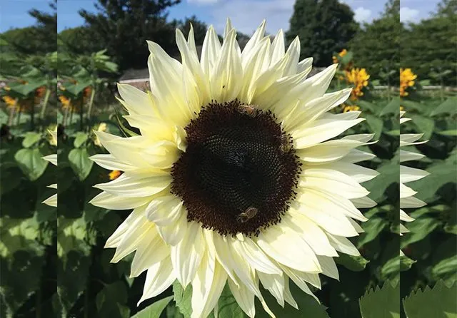 helianthus-annuusasteraceaeگل-آفتابگردان-زینتیمجموعه تولیدی سیدوس تولید کننده گلدان پلاستیکی سیدوس
گل آفتابگردان  (نام علمی: Helianthus) نام یک سرده از زیرخانواده کاسنیان آستروئیده است. این سرده شامل ۷۰ گونه می‌باشد.