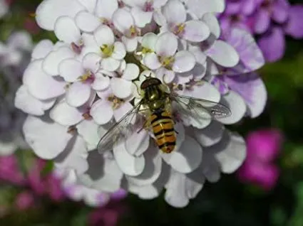 گل ایبریس نام انگلیسی : IBERIS AMARA خانواده : BRASSICACEAE (شب بوها یا چلیپائیان) مجموعه تولیدی سیدوس تولید کننده گلدان پلاستیکی سیدوس