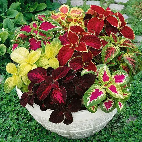 گل های بهاری مناسب نوروز Spring flowers suitable for Nowruz (10 flowers) مجموعه تولیدی سیدوس , تولید کننده گلدان پلاستیکی سیدوس