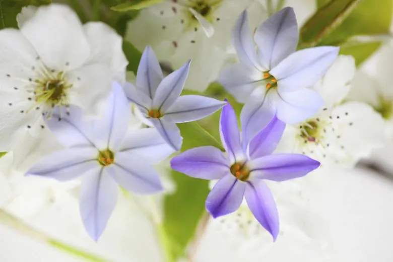 Ipheion uniflorum,گل ایفیون