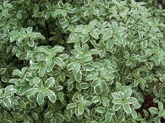 گیاه میخک ژاپنی با نام علمی Pittosporum tobira و نام انگلیسی Japanese Pittosporum از گیاهان گلدار از راسته کرفس­‌سانان و از خانواده میخک درختیان Pittosporaceae است.مجموعه تولیدی سیدوس ,تولید کننده گلدان پلاستیکی سیدوس ,بیش از 120نوع, اعم از گلدان استوانه ای پلاستیکی سیدوس,گلدان الماسی پلاستیکی سیدوس,گلدان مربعی پلاستیکی,گلدان مثلثی پلاستیکی,گلدان گرد پلاستیکی ,باکس مستطیلی,در اندازه های کاکتوسی تا درختچه ای