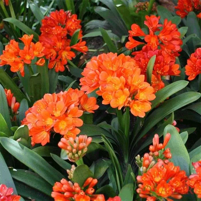 گل خورشیدی با نام انگلیسی Kaffir Lily یا Bush lily و نام علمی Clivia miniata شناخته می شود. این گل زیبا از خانواده ی Amaryllidacea بوده و موطن اصلی آن آفریقای جنوبی استگل خورشیدی در گلدان پلاستیکی سیدوس بسیار جذاب است.