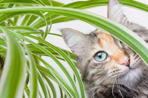 گیاهان آپارتمانی مناسب برای افراد آلرژیکHouseplants suitable for allergy sufferers
مجموعه تولیدی سیدوس ,تولید کننده گلدان پلاستیکی سیدوس ,بیش از 120نوع, اعم از گلدان استوانه ای پلاستیکی سیدوس,گلدان الماسی پلاستیکی سیدوس,گلدان مربعی پلاستیکی,گلدان مثلثی پلاستیکی,گلدان گرد پلاستیکی ,باکس مستطیلی,در اندازه های کاکتوسی تا درختچه ای