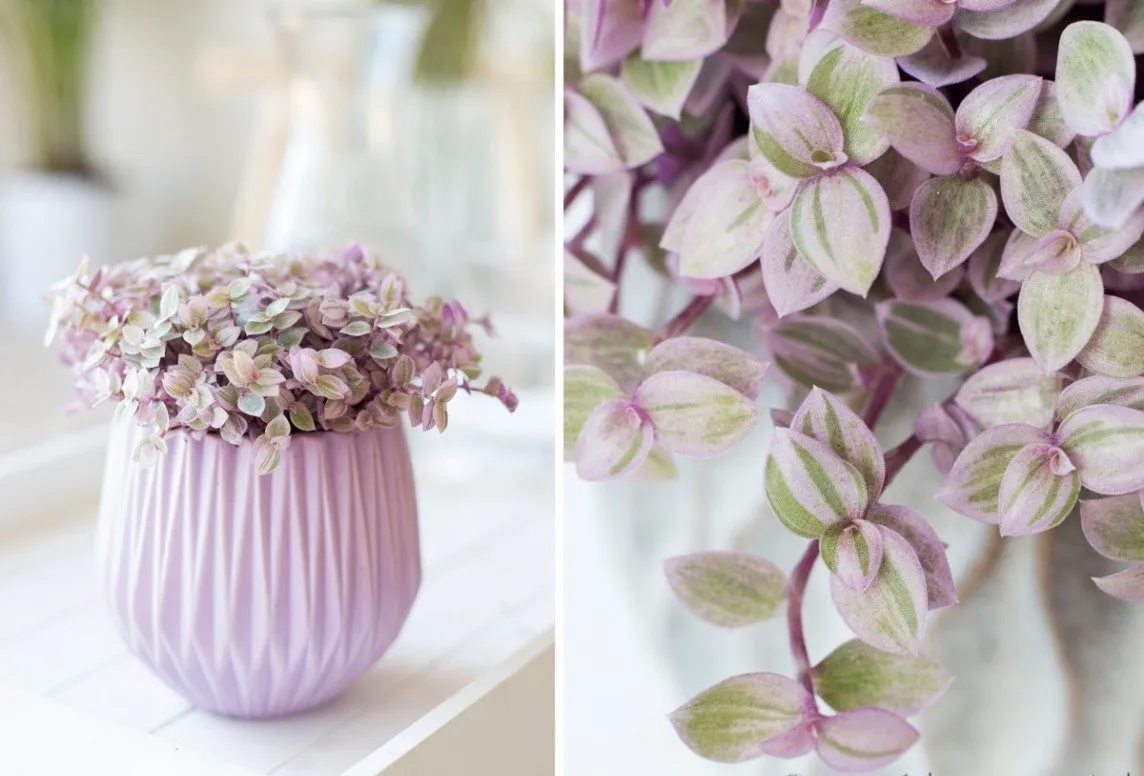 آشنایی با نگهداری از گل برگ بیدی نام: برگ بیدی یا زبرینا نام انگلیسی: Wandering Jew نام علمی: Tradescantia albiflora خانواده: Commelinaceae فرم گیاه: برگ بیضی نوک تیز با رگه ‌های موازی سفید آبیاری: ۷-۴ روز یکبار نور: کم غبارپاشی: ۲ هفته یکبار تکثیر: قلمه ساقه بومی: آرژانتین و جنوب کانادا The bidi leaf flower (60 species) is beautiful in Sidoos plastic pot گل برگ بیدی (60گونه) در گلدان پلاستیکی سیدوس زیباست