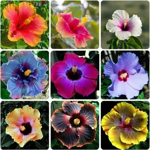 گیاه آپارتمانی مناسب مناطق گرمسیریHouseplant suitable for tropical areas مجموعه تولیدی سیدوس ,تولید کننده گلدان پلاستیکی سیدوس ,بیش از 120نوع, اعم از گلدان استوانه ای پلاستیکی سیدوس,گلدان الماسی پلاستیکی سیدوس,گلدان مربعی پلاستیکی,گلدان مثلثی پلاستیکی,گلدان گرد پلاستیکی ,باکس مستطیلی,در اندازه های کاکتوسی تا درختچه ای