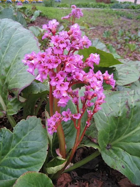 گل برگنیا (Heartleaf Bergenia)نام علمی: (Bergenia cordifolia)