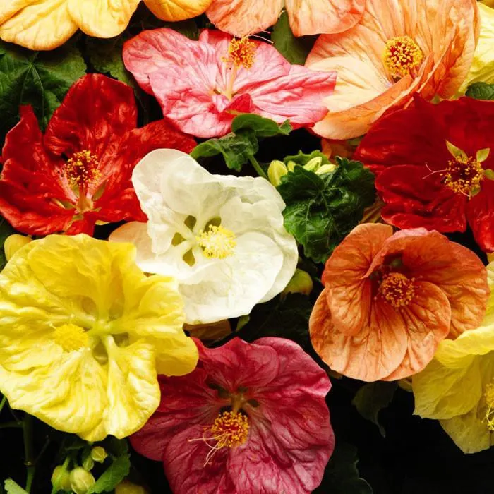 گل آبوتیلون,Abutilon 
megapotamicum
مجموعه تولیدی سیدوس ,تولید کننده گلدان پلاستیکی سیدوس