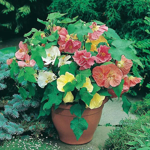گل آبوتیلون,Abutilon 
megapotamicum
مجموعه تولیدی سیدوس ,تولید کننده گلدان پلاستیکی سیدوس