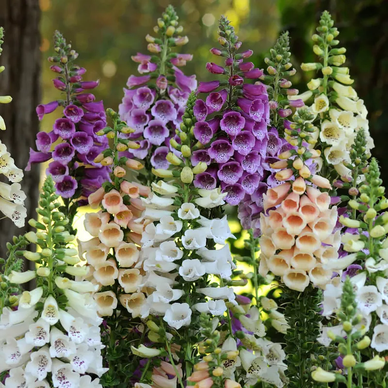 گل انگشتانهpurple-foxgloveladys-glove,DIGITALIS PURPUREA
مجموعه تولیدی سیدوس,تولید کننده گلدان پلاستیکی سیدوس