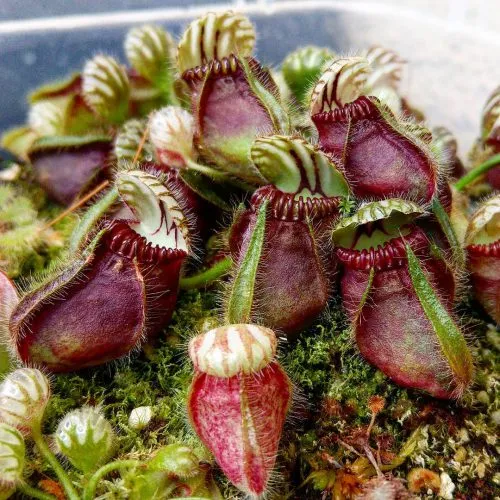 گیاهان گوشتخوار (به انگلیسی: Carnivorous plants )،با فتوسنتز انرژی تولید می‌کنند.مجموعه تولیدی سیدوس ,تولید کننده گلدان پلاستیکی سیدوس ,بیش از 120نوع, اعم از گلدان استوانه ای پلاستیکی سیدوس,گلدان الماسی پلاستیکی سیدوس,گلدان مربعی پلاستیکی,گلدان مثلثی پلاستیکی,گلدان گرد پلاستیکی ,باکس مستطیلی,در اندازه های کاکتوسی تا درختچه ای