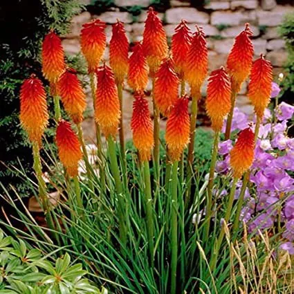 گل گرزی/گل پوکر قرمز داغ (Red Hot Poker)نام علمی: (Kniphofia rooperi)