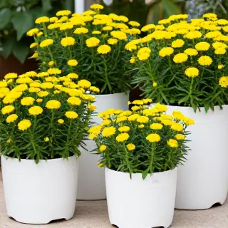 انواع گل مناسب کاشت Types of flowers suitable for plantingگیاه الیسوم (Basket of Gold)