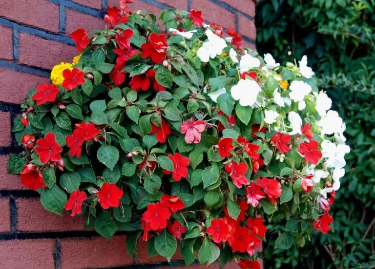 گل حنا از خانواده ( Balasminaceae) بانام علمی (Impatiens walleriana) مجموعه تولیدی سیدوس ,تولید کننده گلدان پلاستیکی سیدوس