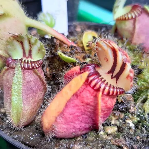 گیاهان گوشتخوار (به انگلیسی: Carnivorous plants )،با فتوسنتز انرژی تولید می‌کنند.مجموعه تولیدی سیدوس ,تولید کننده گلدان پلاستیکی سیدوس ,بیش از 120نوع, اعم از گلدان استوانه ای پلاستیکی سیدوس,گلدان الماسی پلاستیکی سیدوس,گلدان مربعی پلاستیکی,گلدان مثلثی پلاستیکی,گلدان گرد پلاستیکی ,باکس مستطیلی,در اندازه های کاکتوسی تا درختچه ای