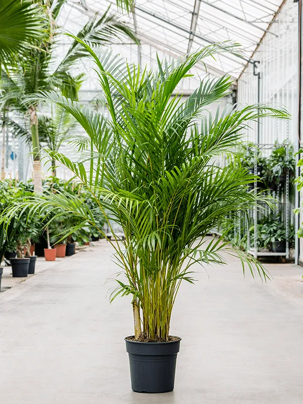 گیاهان آپارتمانی مناسب برای افراد آلرژیکHouseplants suitable for allergy sufferers
مجموعه تولیدی سیدوس ,تولید کننده گلدان پلاستیکی سیدوس ,بیش از 120نوع, اعم از گلدان استوانه ای پلاستیکی سیدوس,گلدان الماسی پلاستیکی سیدوس,گلدان مربعی پلاستیکی,گلدان مثلثی پلاستیکی,گلدان گرد پلاستیکی ,باکس مستطیلی,در اندازه های کاکتوسی تا درختچه ای