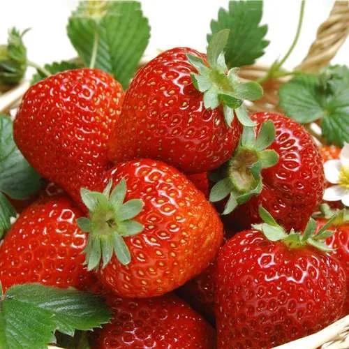 مواد غذایی سرشار از آنتی اکسیدانFoods rich in antioxidants
مجموعه تولیدی سیدوس ,تولید کننده گلدان پلاستیکی سیدوس ,بیش از 120نوع, اعم از گلدان استوانه ای پلاستیکی سیدوس,گلدان الماسی پلاستیکی سیدوس,گلدان مربعی پلاستیکی,گلدان مثلثی پلاستیکی,گلدان گرد پلاستیکی ,باکس مستطیلی,در اندازه های کاکتوسی تا درختچه ای