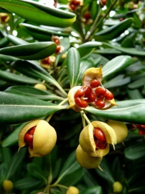 گیاه میخک ژاپنی با نام علمی Pittosporum tobira و نام انگلیسی Japanese Pittosporum از گیاهان گلدار از راسته کرفس­‌سانان و از خانواده میخک درختیان Pittosporaceae است.مجموعه تولیدی سیدوس ,تولید کننده گلدان پلاستیکی سیدوس ,بیش از 120نوع, اعم از گلدان استوانه ای پلاستیکی سیدوس,گلدان الماسی پلاستیکی سیدوس,گلدان مربعی پلاستیکی,گلدان مثلثی پلاستیکی,گلدان گرد پلاستیکی ,باکس مستطیلی,در اندازه های کاکتوسی تا درختچه ای