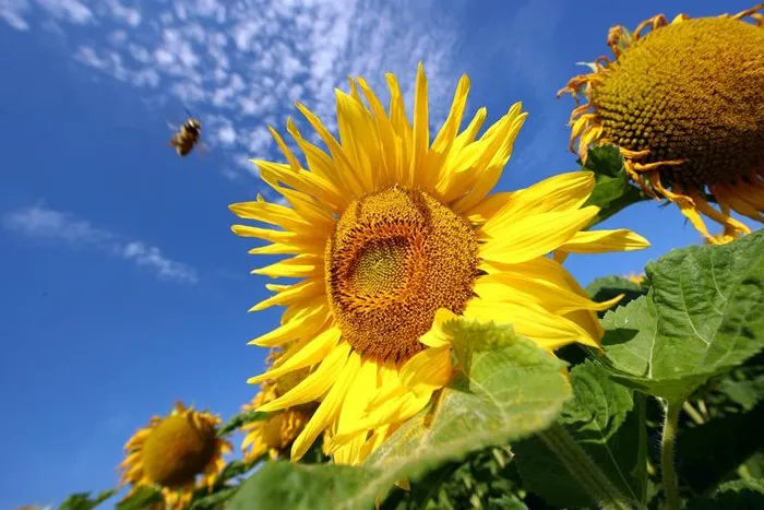 Sunflower in Sidoos rubber potگل آفتابگردان در گلدان پلاستیکی سیدوس