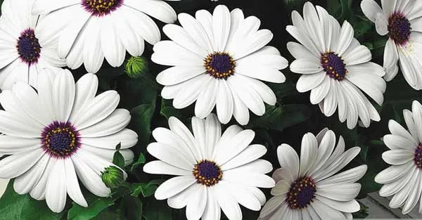 Osteospermum plantگیاه استئوسپرموم