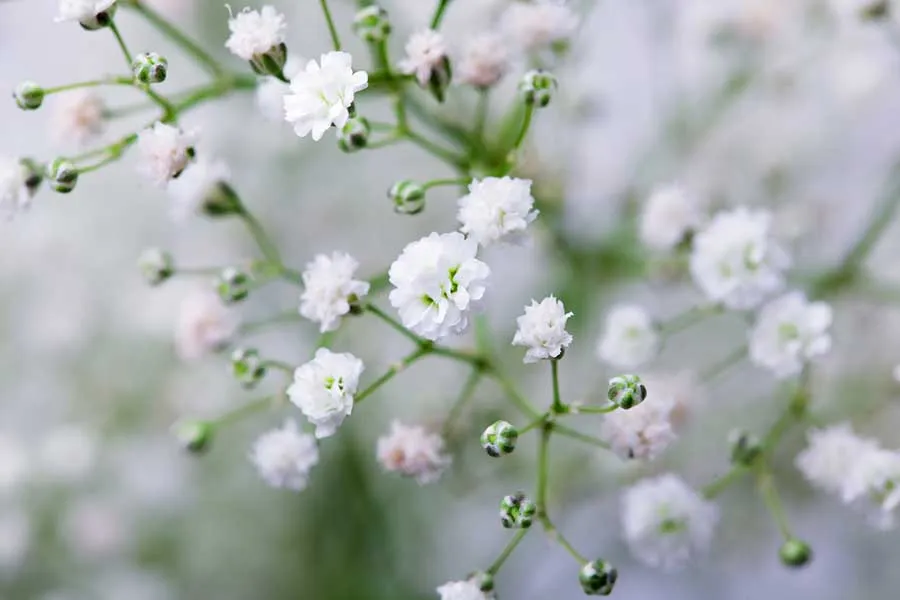 گل ژیپسوفیلا / گل نفس کودک (Baby’s Breath)نام علمی: (Gypsophila paniculata)
