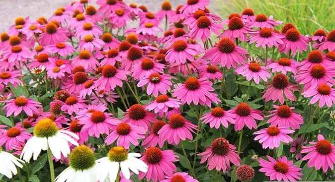 گل های بهاری وتابستانی مناسب باغچه (37گونه)Spring and summer flowers suitable for the garden (37 (species) مجموعه تولیدی سیدوس , تولید کننده گلدان های پلاستیکی سیدوس