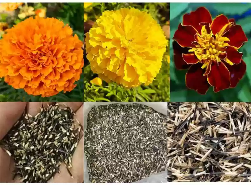 گل جعفریmarigold

<p>Tagetes<br />
	Asteraceae / Compositae آفتابگردانان<br />
مجموعه تولیدی گلدان پلاستیکی سیدوس