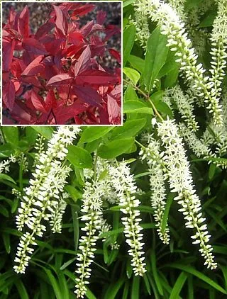گیاه ویرجینیا/ گل گوزن شیرین (Virginia Sweetspire) نام علمی: (Itea virginica)