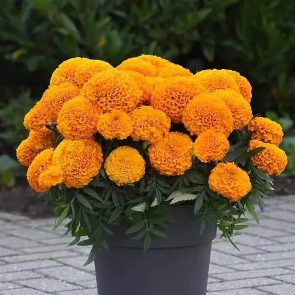 گل جعفریmarigold

<p>Tagetes<br />
	Asteraceae / Compositae آفتابگردانان<br />
مجموعه تولیدی گلدان پلاستیکی سیدوس