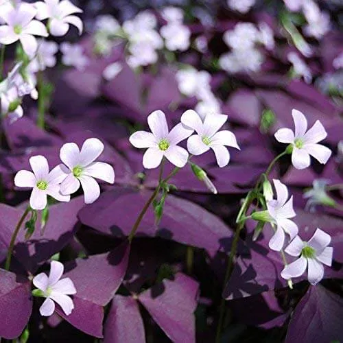 گل شبدرTrifolium rubens
مجموعه تولیدی سیدوس ,تولید کننده گلدان پلاستیکی سیدوس