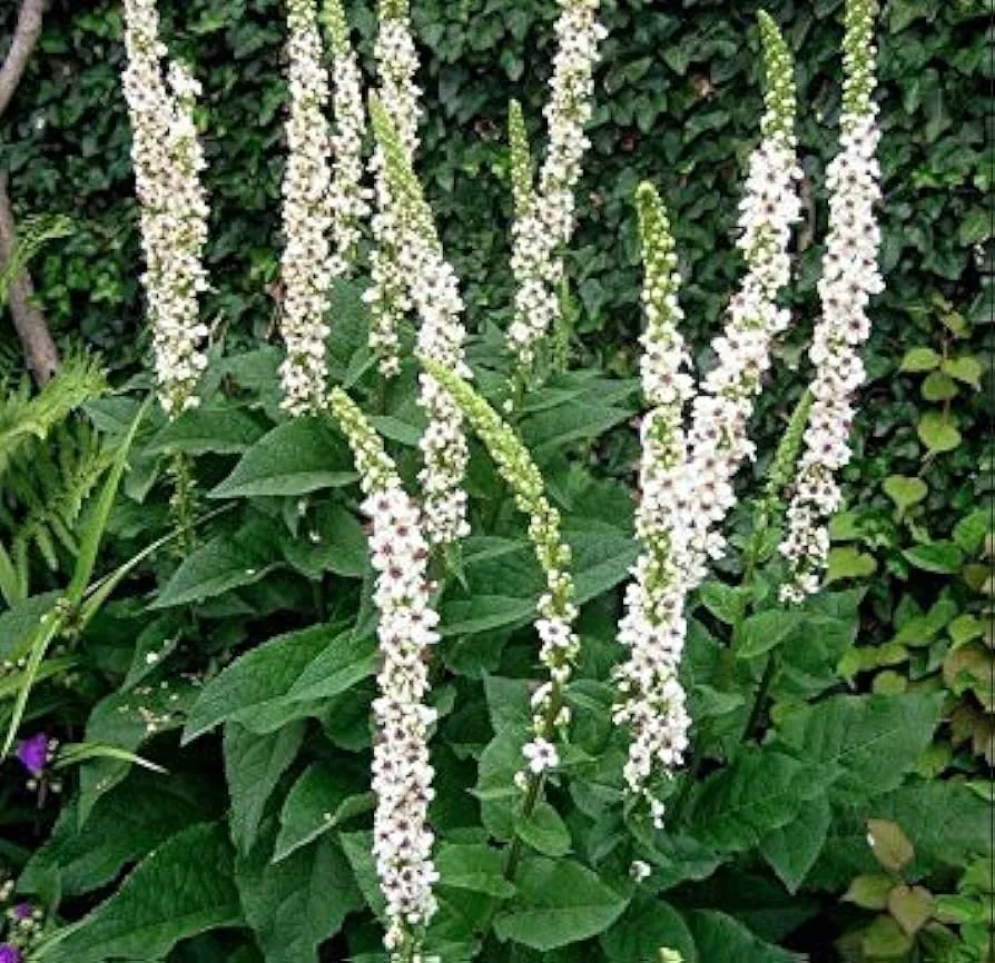 گل ماهور، خرگوشک یا بوصیر (نام علمی: Verbascum) مجموعه تولیدی سیدوس تولید کننده گلدان پلاستیکی سیدوس