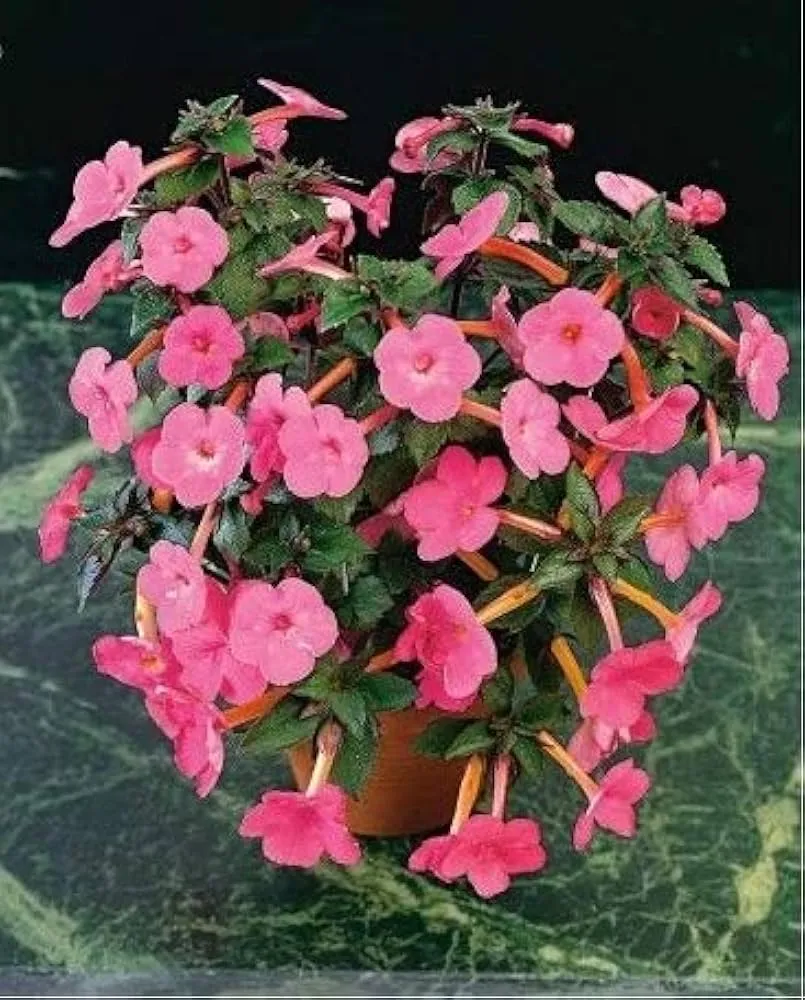 گل آب گرم یا Achimenes Little Beautyگلدان پلاستیکی Plastic pot, plastic vase مجموعه تولیدی سیدوس ,تولید کننده گلدان پلاستیکی سیدوس ,بیش از 120نوع, اعم از گلدان استوانه ای پلاستیکی سیدوس,گلدان الماسی پلاستیکی سیدوس,گلدان مربعی پلاستیکی,گلدان مثلثی پلاستیکی,گلدان گرد پلاستیکی ,باکس مستطیلی,در اندازه های کاکتوسی تا درختچه ای
