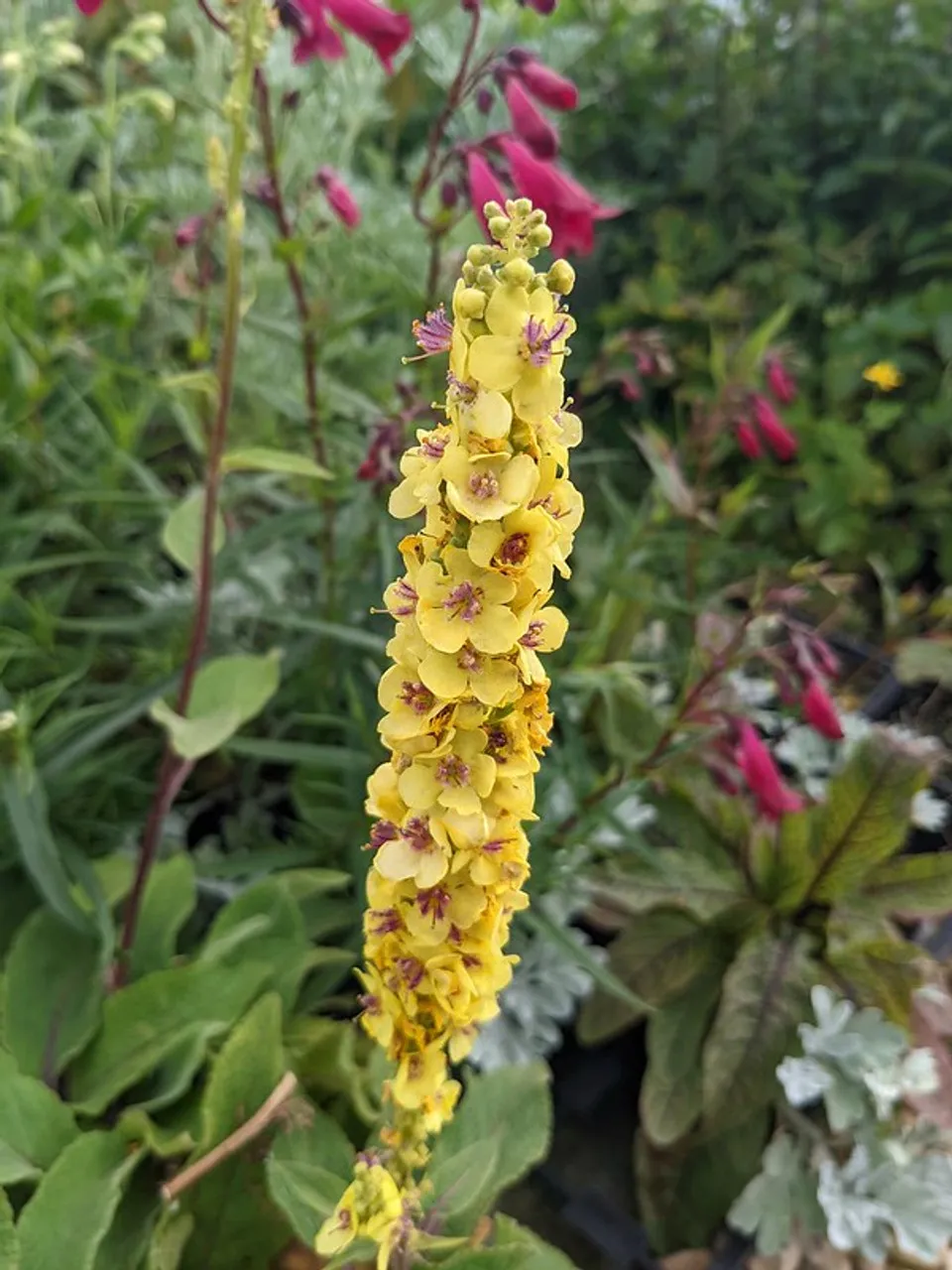 گل ماهور، خرگوشک یا بوصیر (نام علمی: Verbascum) مجموعه تولیدی سیدوس تولید کننده گلدان پلاستیکی سیدوس