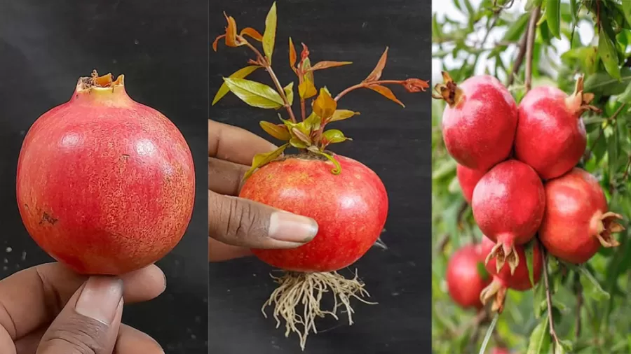 درخت انار ومزایای نگهداری آن در خانهPomegranate tree and the benefits of keeping it at home مجموعه تولیدی سیدوس ,تولید کننده گلدان پلاستیکی سیدوس ,بیش از 120نوع, اعم از گلدان استوانه ای پلاستیکی سیدوس,گلدان الماسی پلاستیکی سیدوس,گلدان مربعی پلاستیکی,گلدان مثلثی پلاستیکی,گلدان گرد پلاستیکی ,باکس مستطیلی,در اندازه های کاکتوسی تا درختچه ای