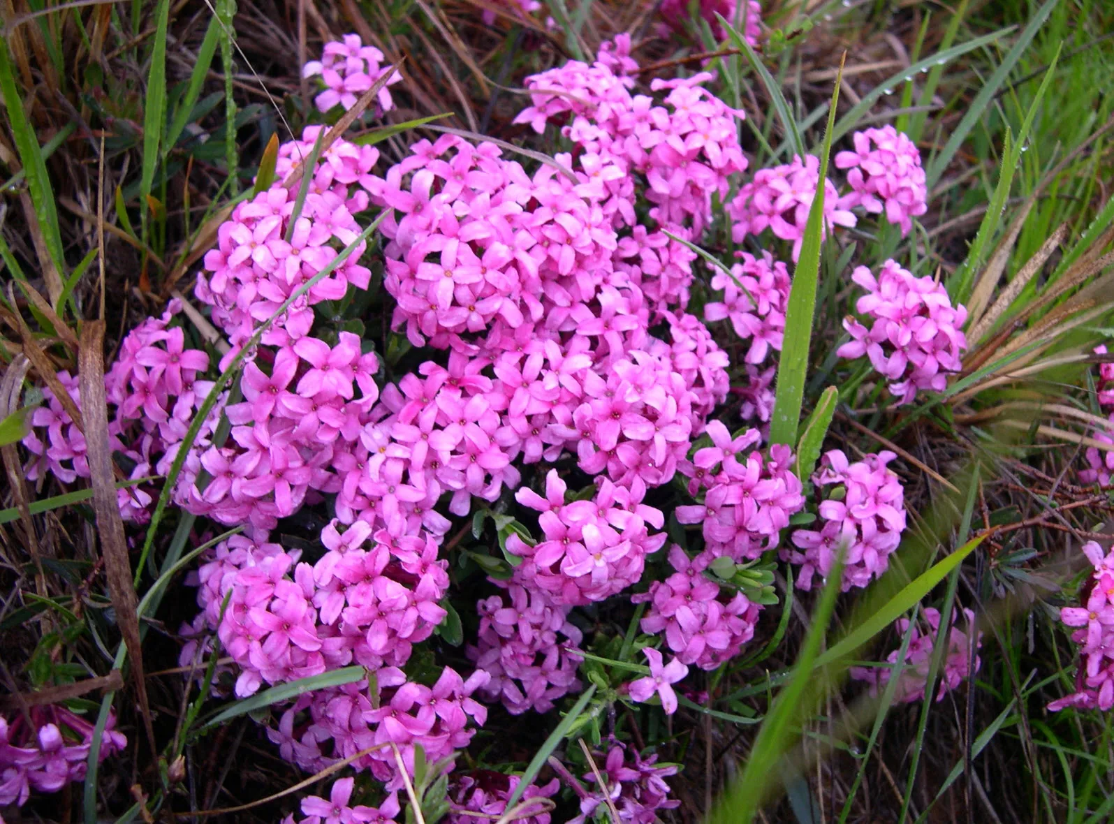 گل دافنه مزرون با نام علمی (Daphne mezereum)گلدان پلاستیکی Plastic pot, plastic vase مجموعه تولیدی سیدوس ,تولید کننده گلدان پلاستیکی سیدوس ,بیش از 120نوع, اعم از گلدان استوانه ای پلاستیکی سیدوس,گلدان الماسی پلاستیکی سیدوس,گلدان مربعی پلاستیکی,گلدان مثلثی پلاستیکی,گلدان گرد پلاستیکی ,باکس مستطیلی,در اندازه های کاکتوسی تا درختچه ای