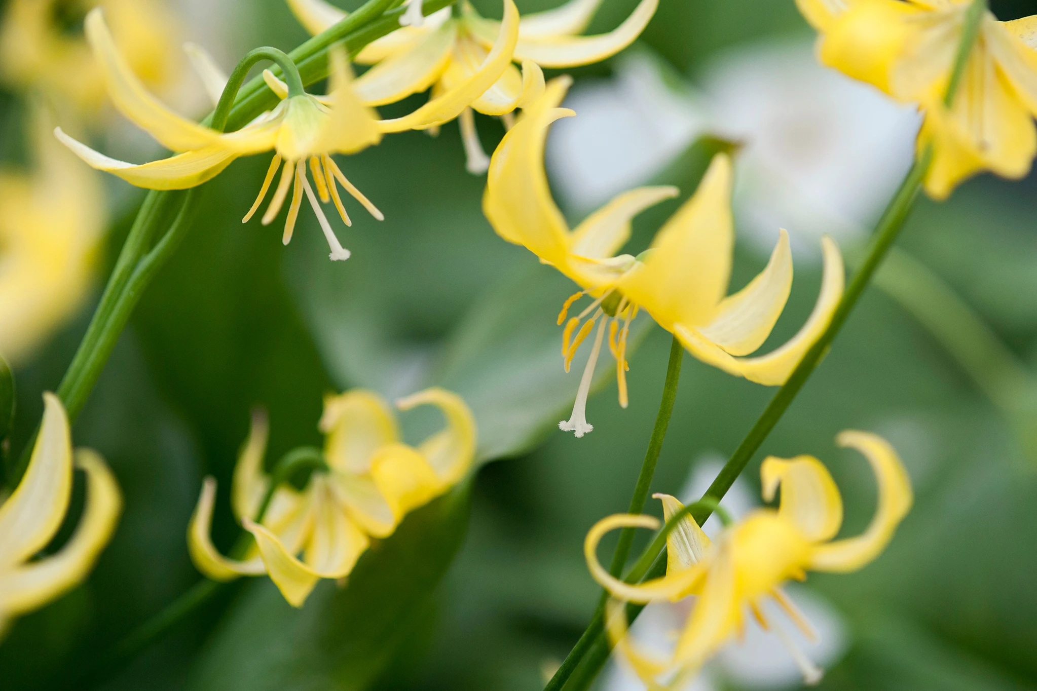 گل اریترونیومس Erythronium japonicum مجموعه تولیدی سیدوس تولید کننده گلدان پلاستیکی سیدوس