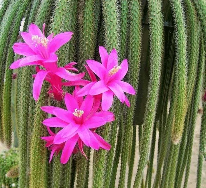 دم موشی,آپورو کاکتوس Aporocactus flagelliformis، کاکتوس rattail، گونه ای از گیاهان گلدار از خانواده کاکتوس Cactaceae است و بیشترین گونه کشت شده در سرده Aporocactus است. مجموعه تولیدی سیدوس تولید کننده گلدان پلاستیکی سیدوس